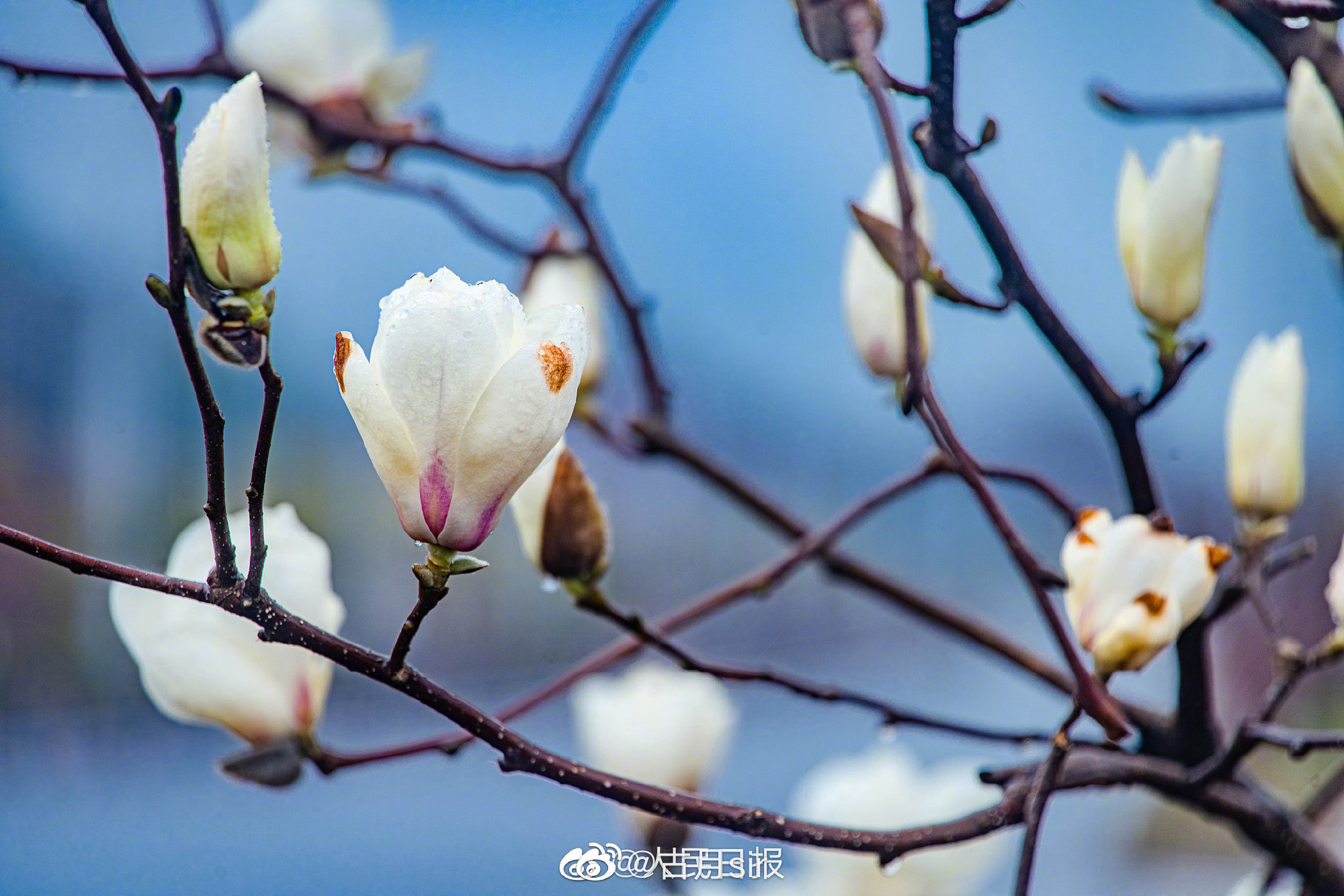 治愈!玉兰花初春绽放__财经头条