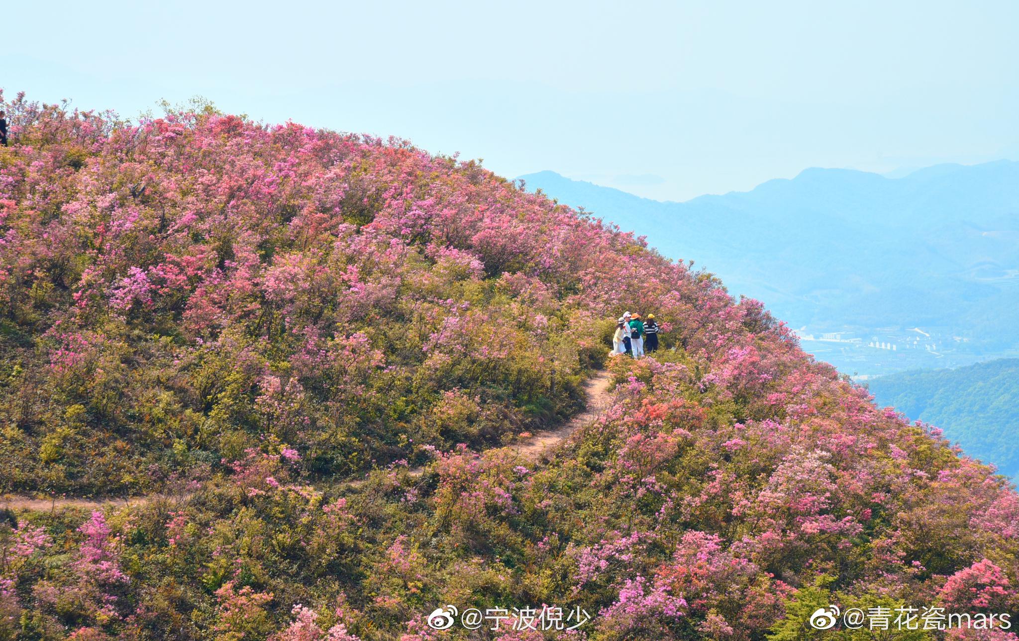 投稿金峨山的杜鹃花正在盛开