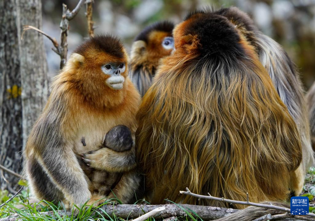 走进川金丝猴乐园憨态可掬卖萌嬉戏惹人爱