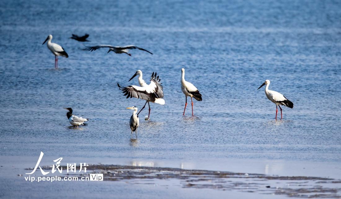 候鸟迁徙,北京森林公安严打偷猎