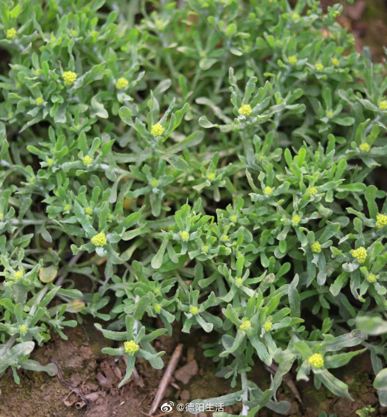 现在都在往田坝里跑!棉花草能做啥子 你更喜欢喊他____馍馍