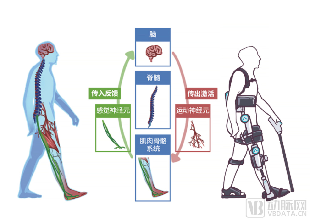 “AI+康复”成行业新风向,机器人智能化道路上安杰莱怎么做?__财经头条
