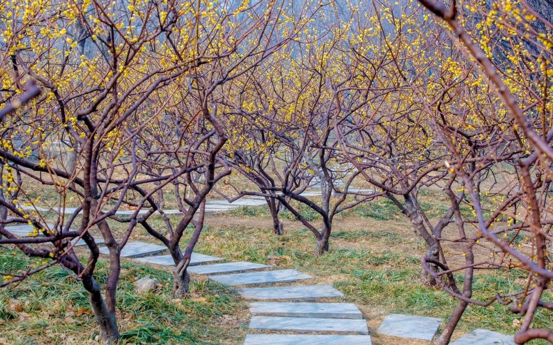 又是一年蜡梅季,济南这些地方已经美得不像话!