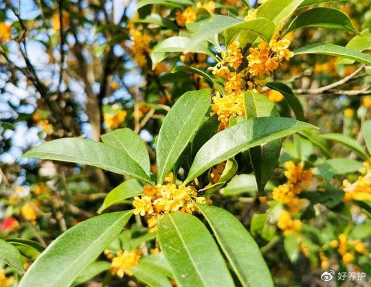 桂花哪个品种最抗寒?盘点最耐寒的五大桂花品种__财经头条