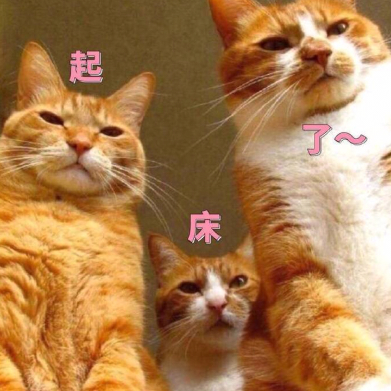 起床叫醒表情包快起床啦