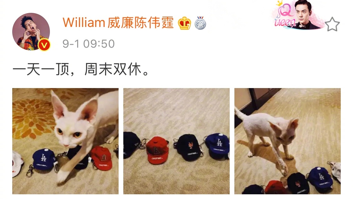 william威廉陈伟霆 更新微博,晒爱猫照片