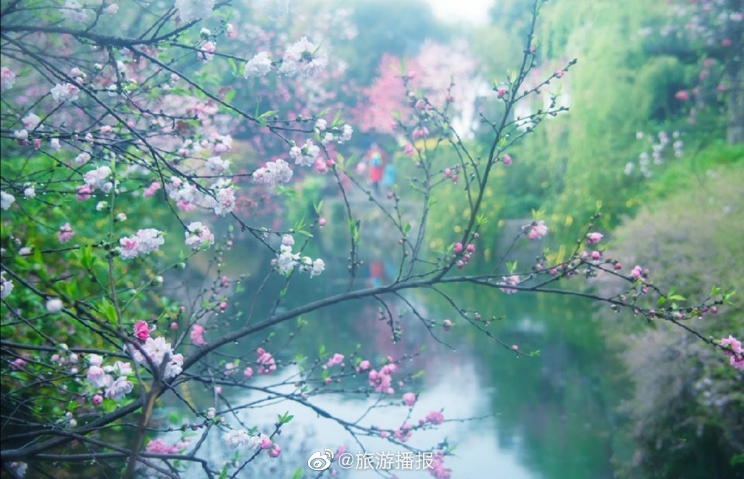 桃红复含宿雨,柳绿更带朝烟__财经头条