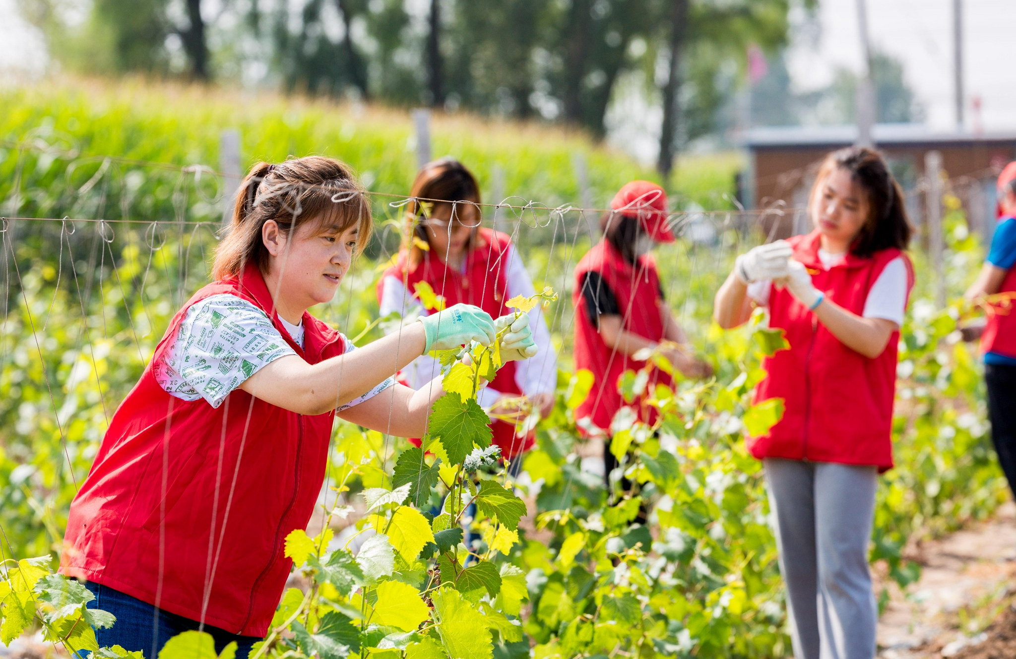 呼和浩特:青年党员志愿者助力乡村特色农业发展