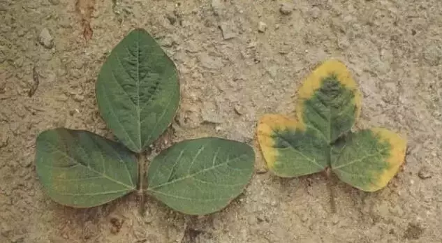 冬瓜缺素怎么判断 冬瓜最佳种植和养护技巧