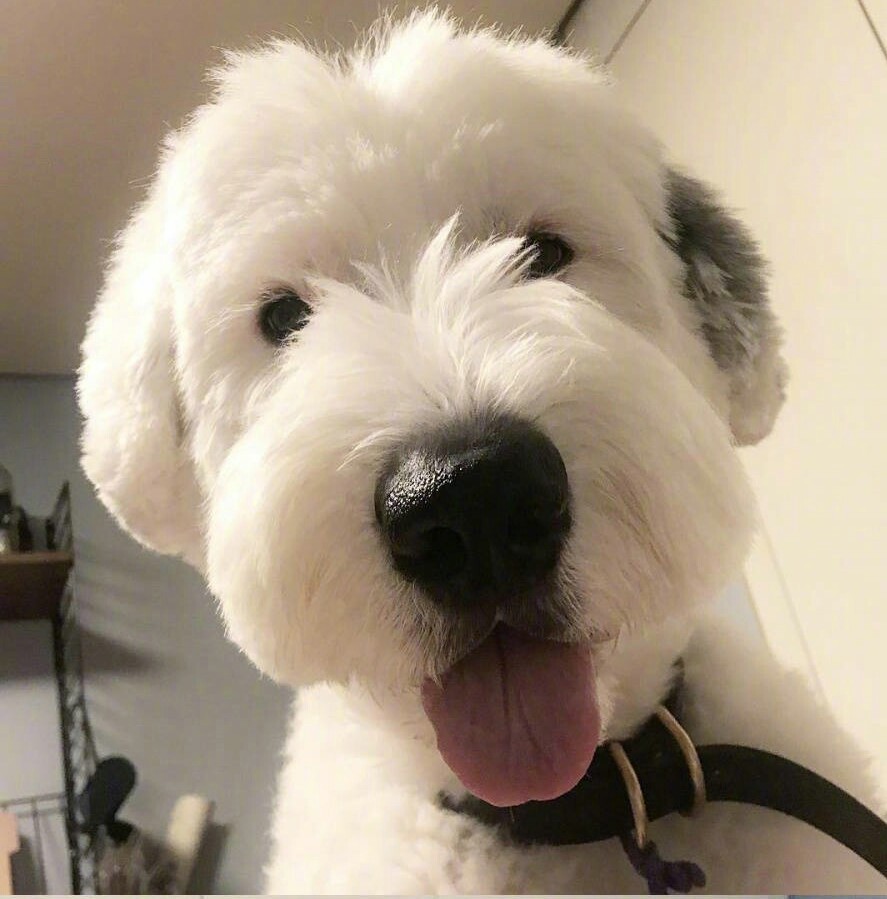 古牧剪个刘海秒变史努比!论发型的重要性!