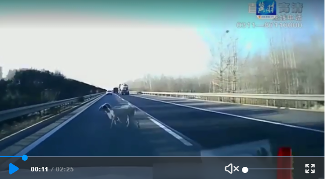 山羊横穿高速被车撞，交警判羊主人全责！羊主人不服：车往羊身上撞的啊，究竟谁的错？休闲区蓝鸢梦想 - Www.slyday.coM