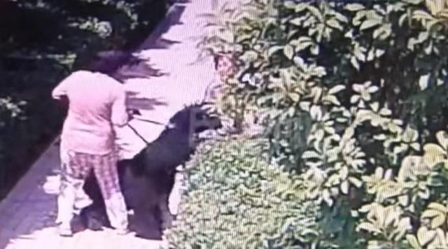 被咬者家属回应“狗咬人”事件处理结果：公开公正 感谢广大网友的关心和关注休闲区蓝鸢梦想 - Www.slyday.coM