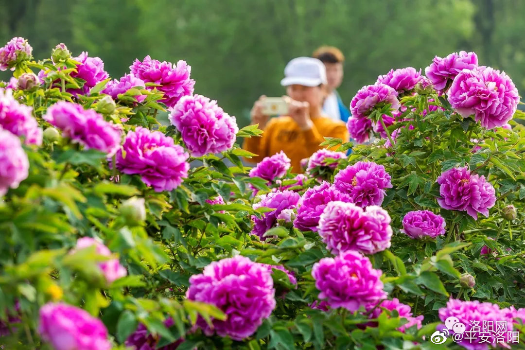 第38届中国洛阳牡丹文化节将于4月5日至5月5日举办|牡丹文化节|洛阳市