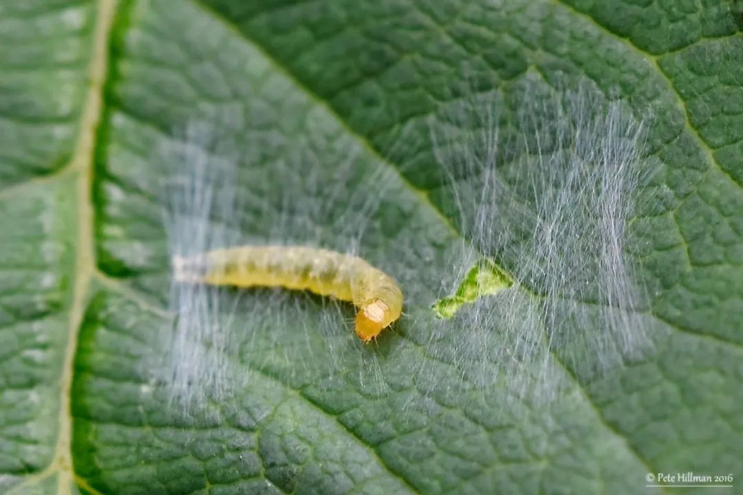 原来这些昆虫会吐丝.|昆虫|幼虫|水印_新浪新闻