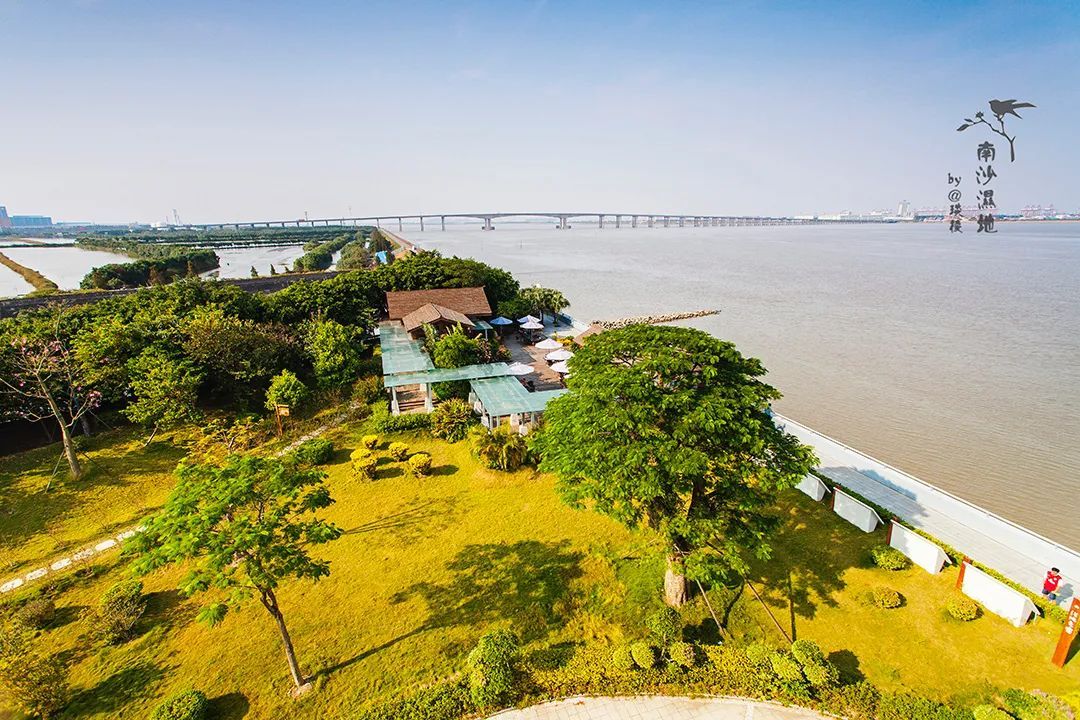 "广州之肾"竟长在广州最南端,还是候鸟迁徙的重要停息地