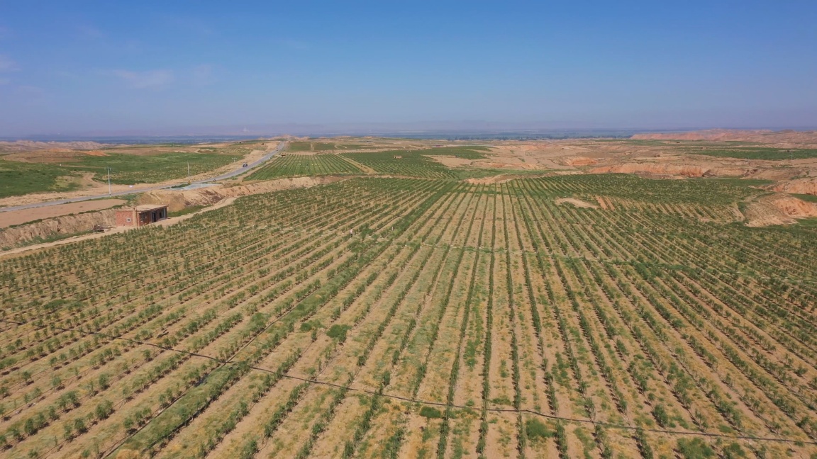 宁夏中宁县压砂地退出培育万亩枸杞 解决群众就业增收问题|万亩|鸣沙