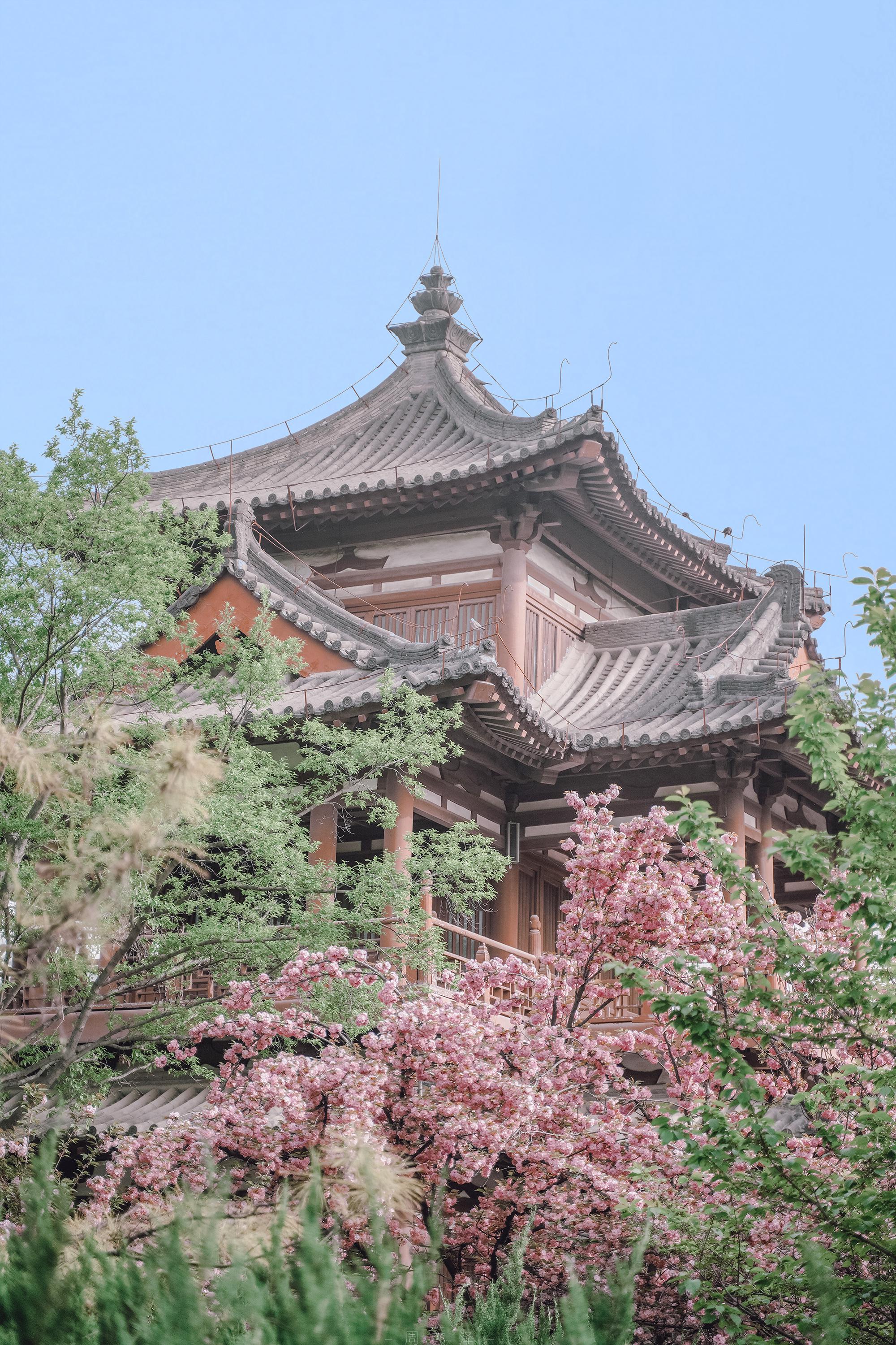 西安青龙寺以樱花种类众多闻名,3月,樱花盛开,美不胜收