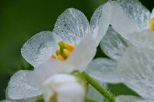 春末开花的山荷叶 位于本州岛至北海道的深山处 雨后花瓣会变透明 春末开花的山荷叶 位于本州岛至北海道的深山处 雨后花瓣会变透明