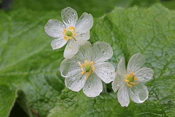 春末开花的山荷叶 位于本州岛至北海道的深山处 雨后花瓣会变透明