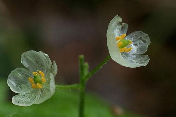 春末开花的山荷叶 位于本州岛至北海道的深山处 雨后花瓣会变透明
