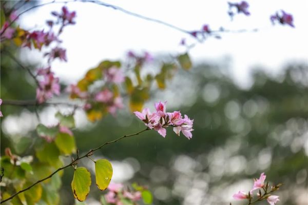 今日雨水｜一场春雨孕育万物新生休闲区蓝鸢梦想 - Www.slyday.coM