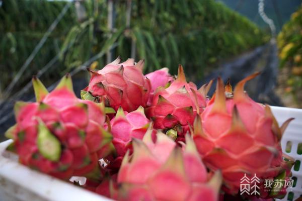 南京警方海南抓获外省逃犯：18年前命案逃犯现在是火龙果基地副厂长休闲区蓝鸢梦想 - Www.slyday.coM