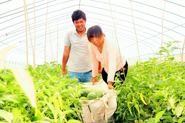 河南尉氏縣因地制宜發展果蔬種植水坡鎮綠寶甜瓜變金瓜