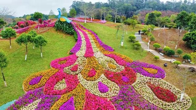 东莞植物园上新,满园尽是簕杜鹃|东莞|杜鹃|植物园_新浪新闻