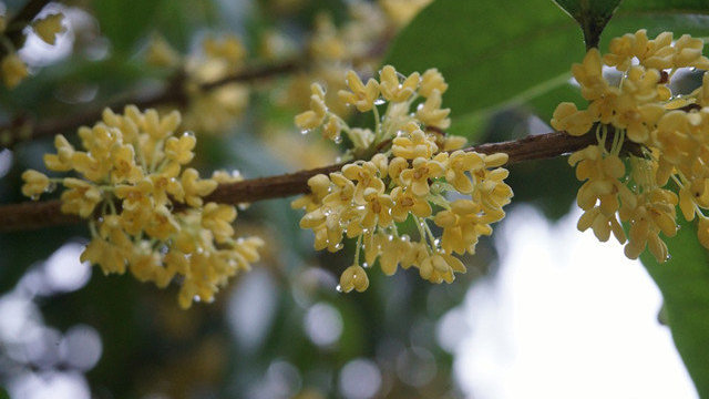 不含月桂醇的国产洗发水 哪些洗发水更值得选择