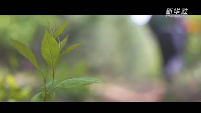 “植树愚公”王武山：绿色梦想的践行者