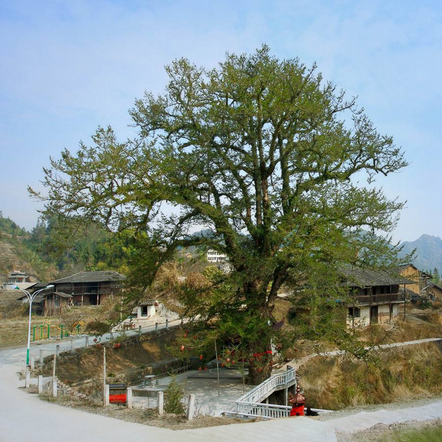 12株“中国最美古树”图鉴|福建省|文化|古树名木|历史|自然保护区_新浪新闻