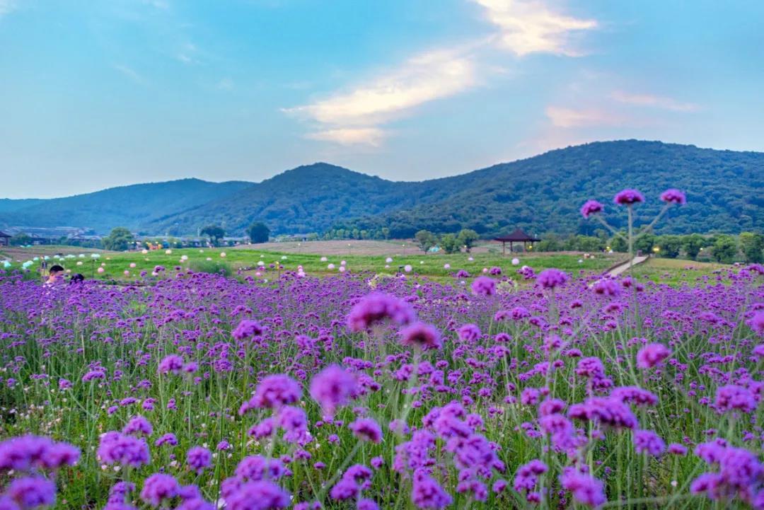 来无锡拈花湾梵天花海,在曼妙的音乐中觅一抹沁人花香_高清图集_新浪