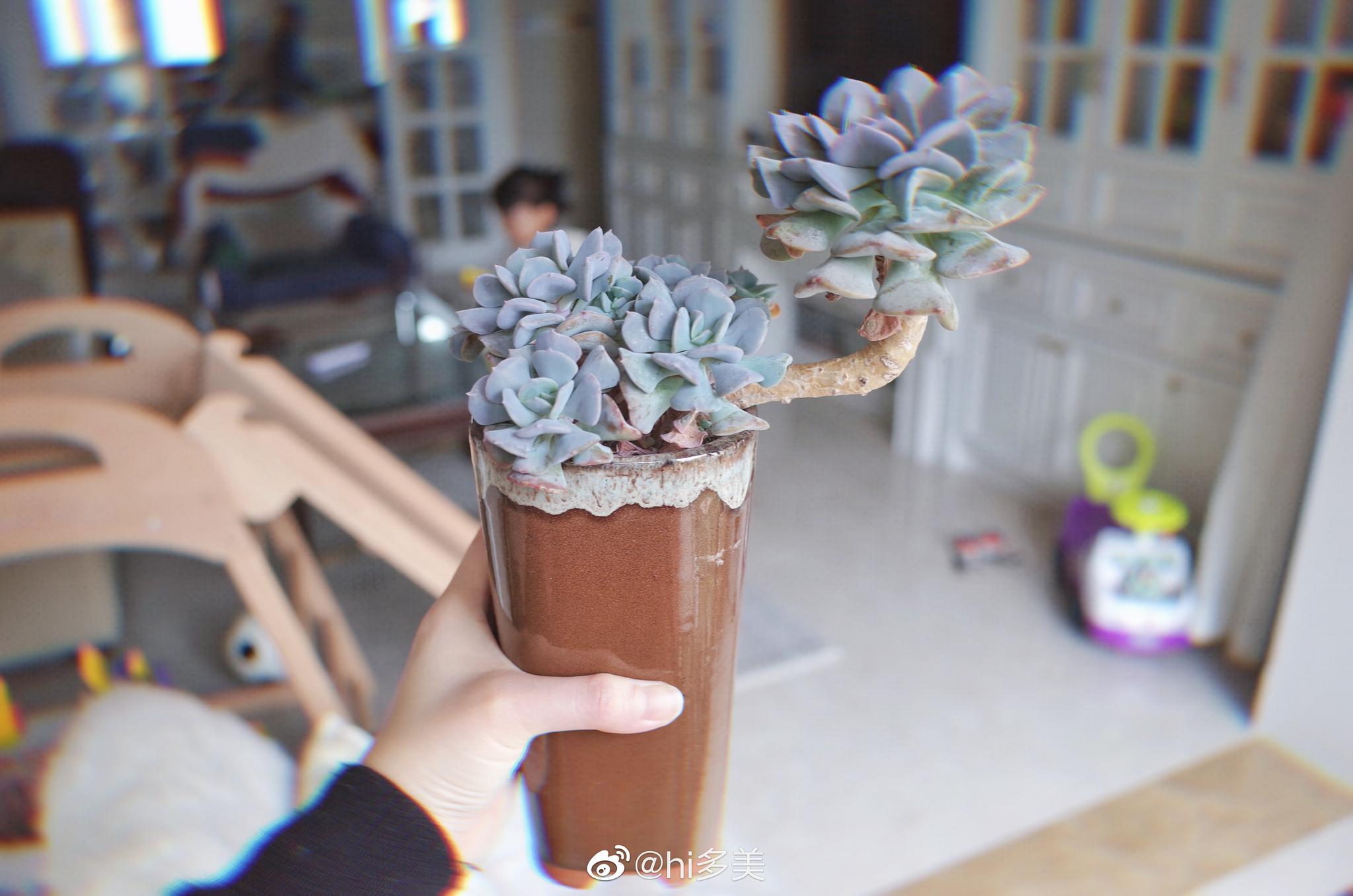 拍给多毛看看,他的多肉们都还健在.