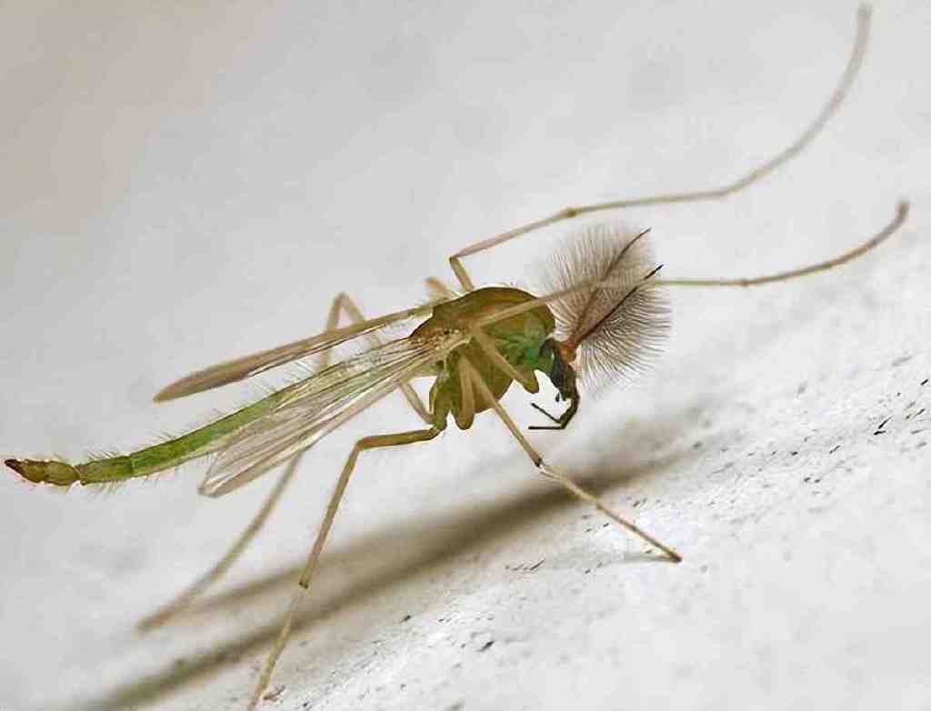 窒息!女子洗澡时虫子从花洒蠕动爬出,这是怎么回事?是啥虫子?休闲区蓝鸢梦想 - Www.slyday.coM 窒息!女子洗澡时虫子从花洒蠕动爬出,这是怎么回事?是啥虫子?休闲区蓝鸢梦想 - Www.slyday.coM