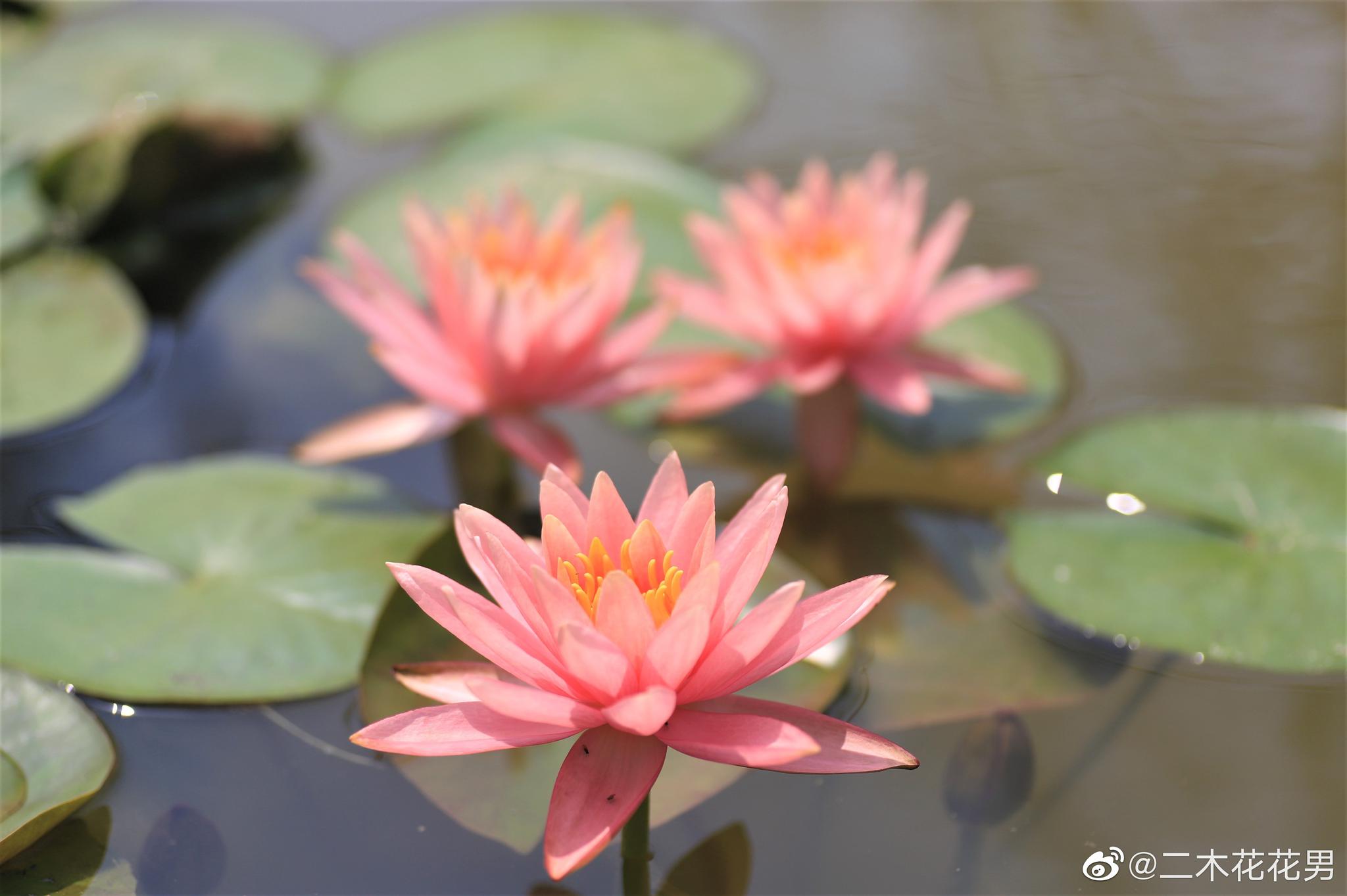 睡莲开了 夏天来了喜忧参半 高清图集 新浪网 睡莲开了 夏天来了喜忧参半 高清图集 新浪网