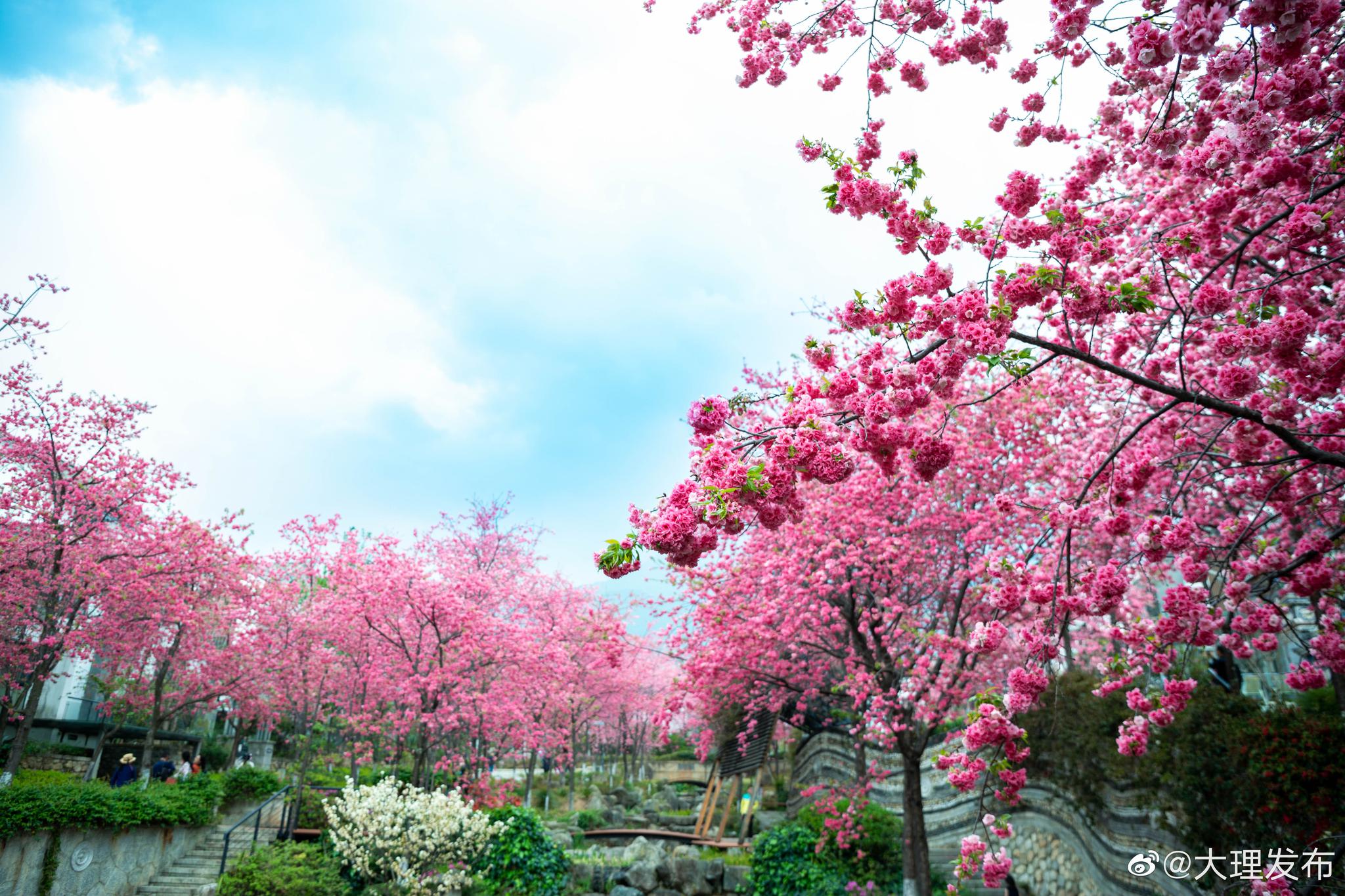 大理 三月大理樱花正烂漫