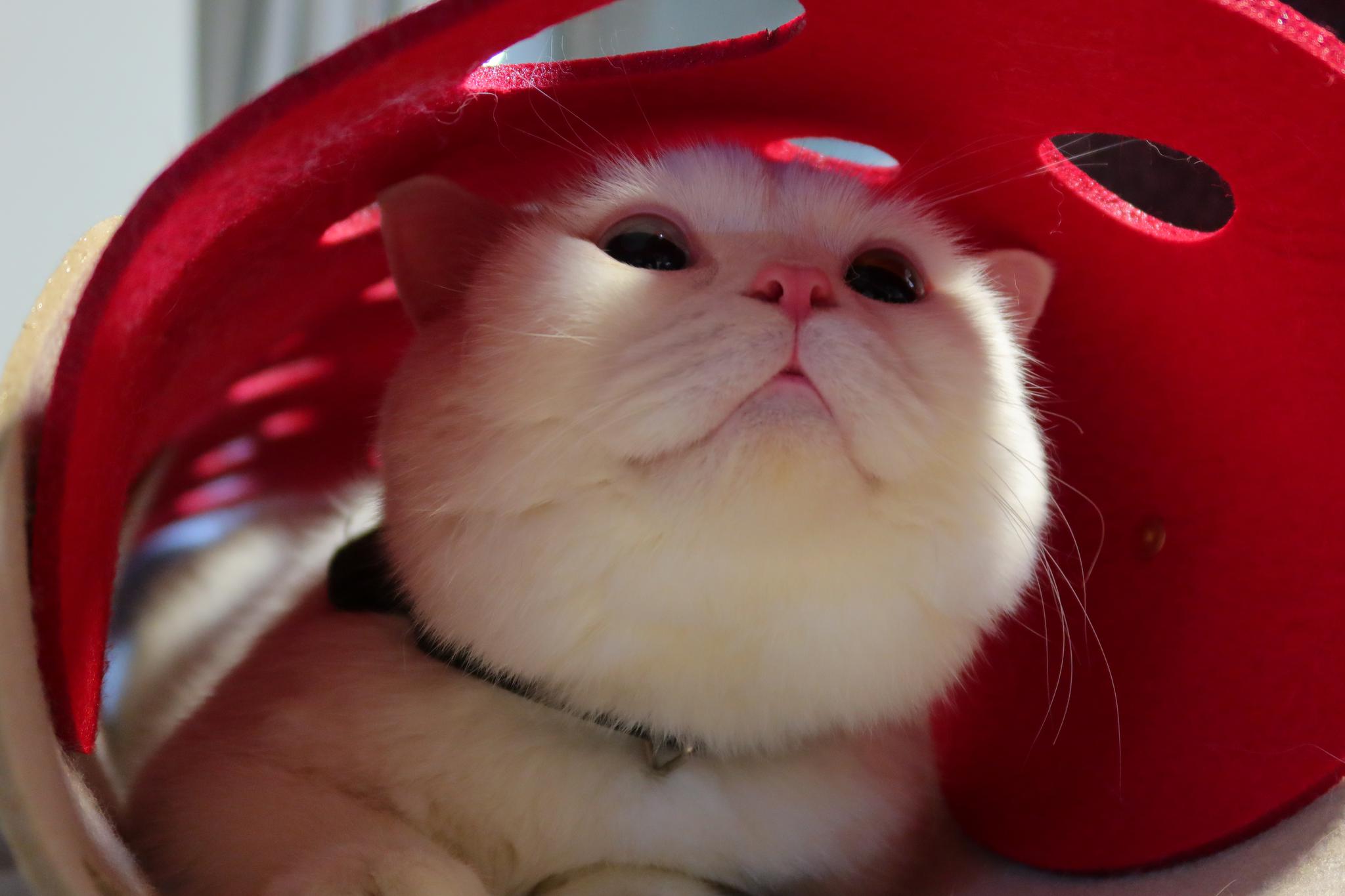 大眼仔祝大家六一儿童节快乐呀