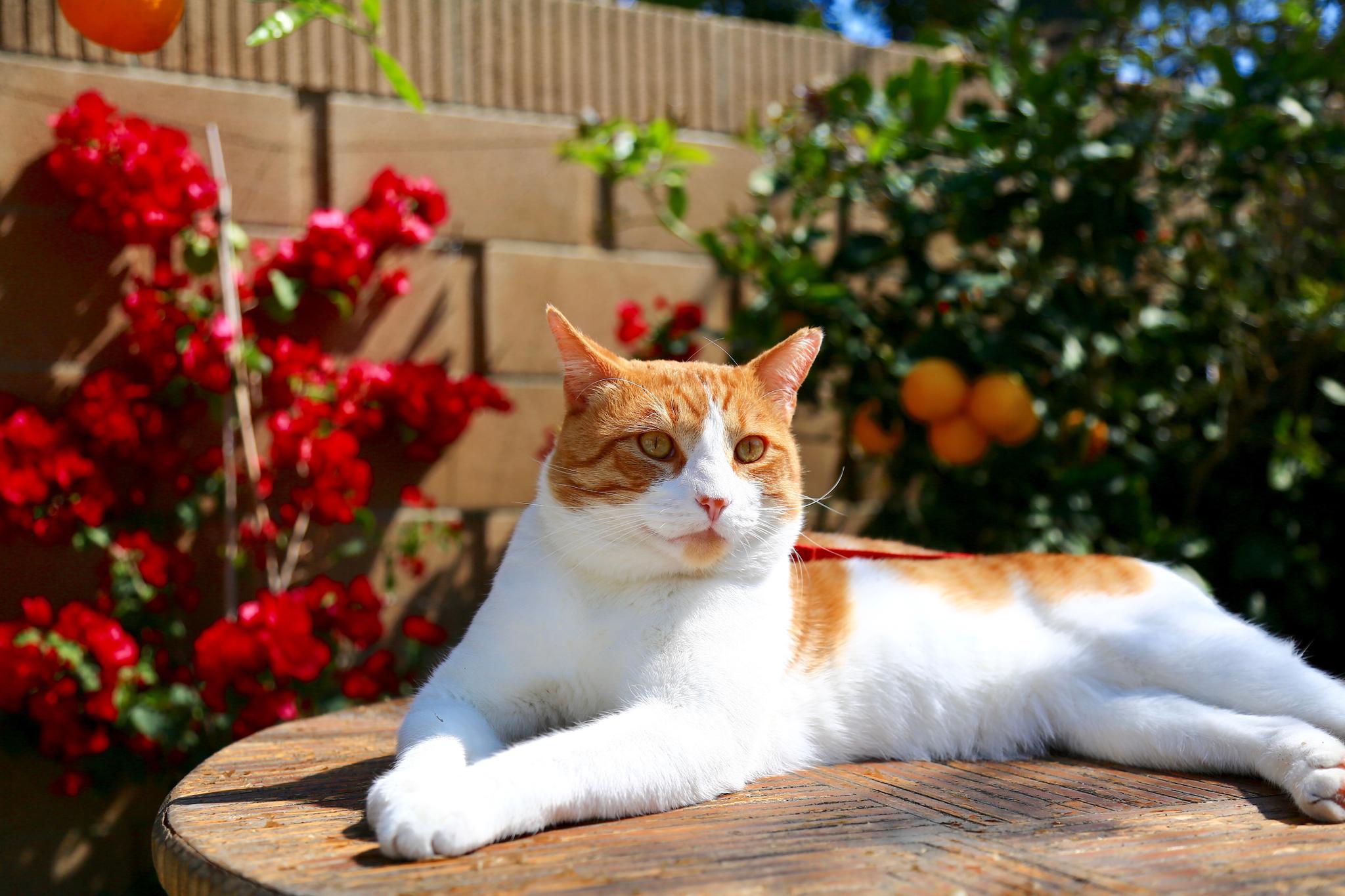 盛世美颜黄大头- -头头是一只极为普通的橘猫