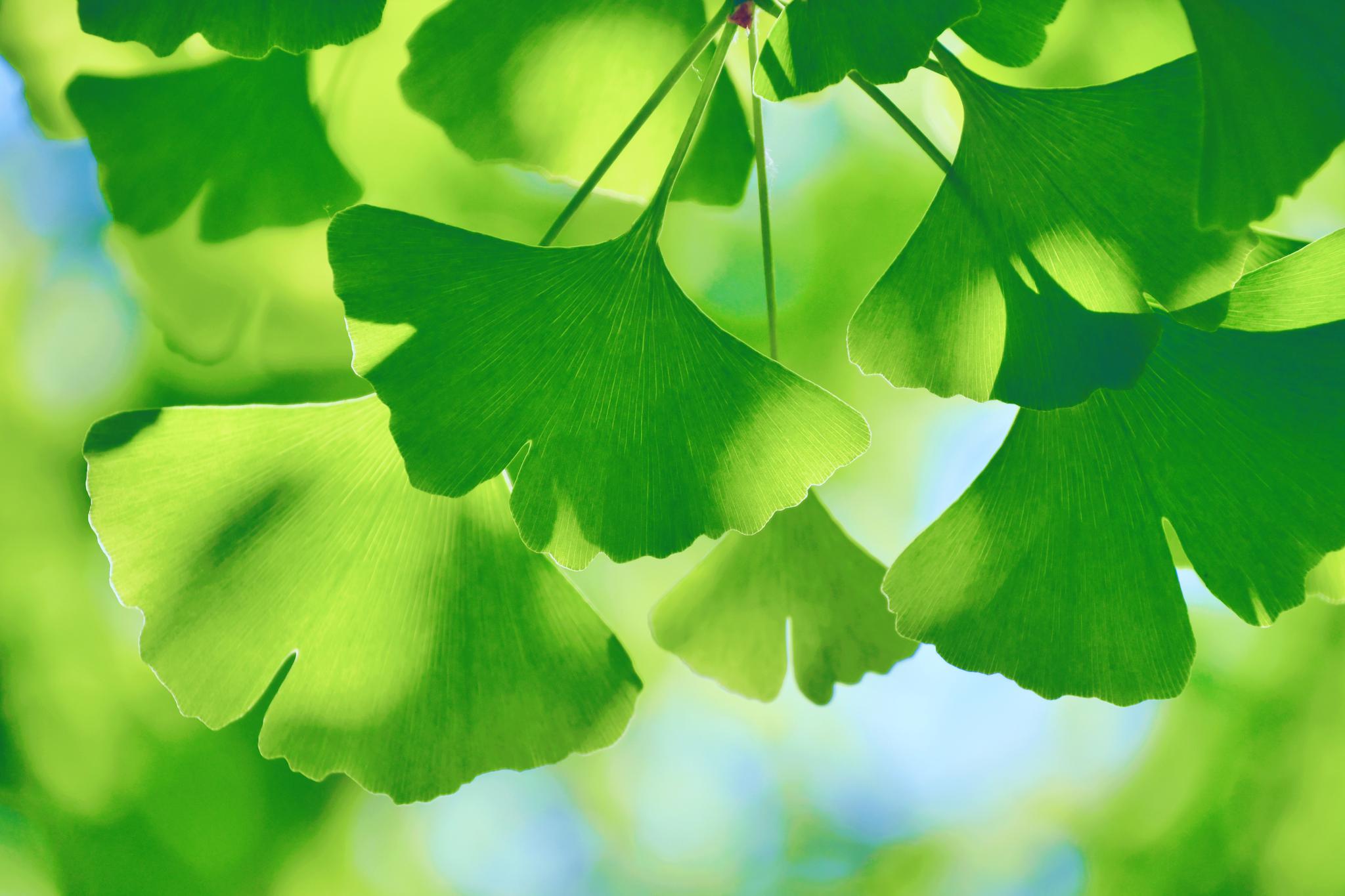 树中的活化石银杏树叶像小扇子一样……_高清图集_新浪网