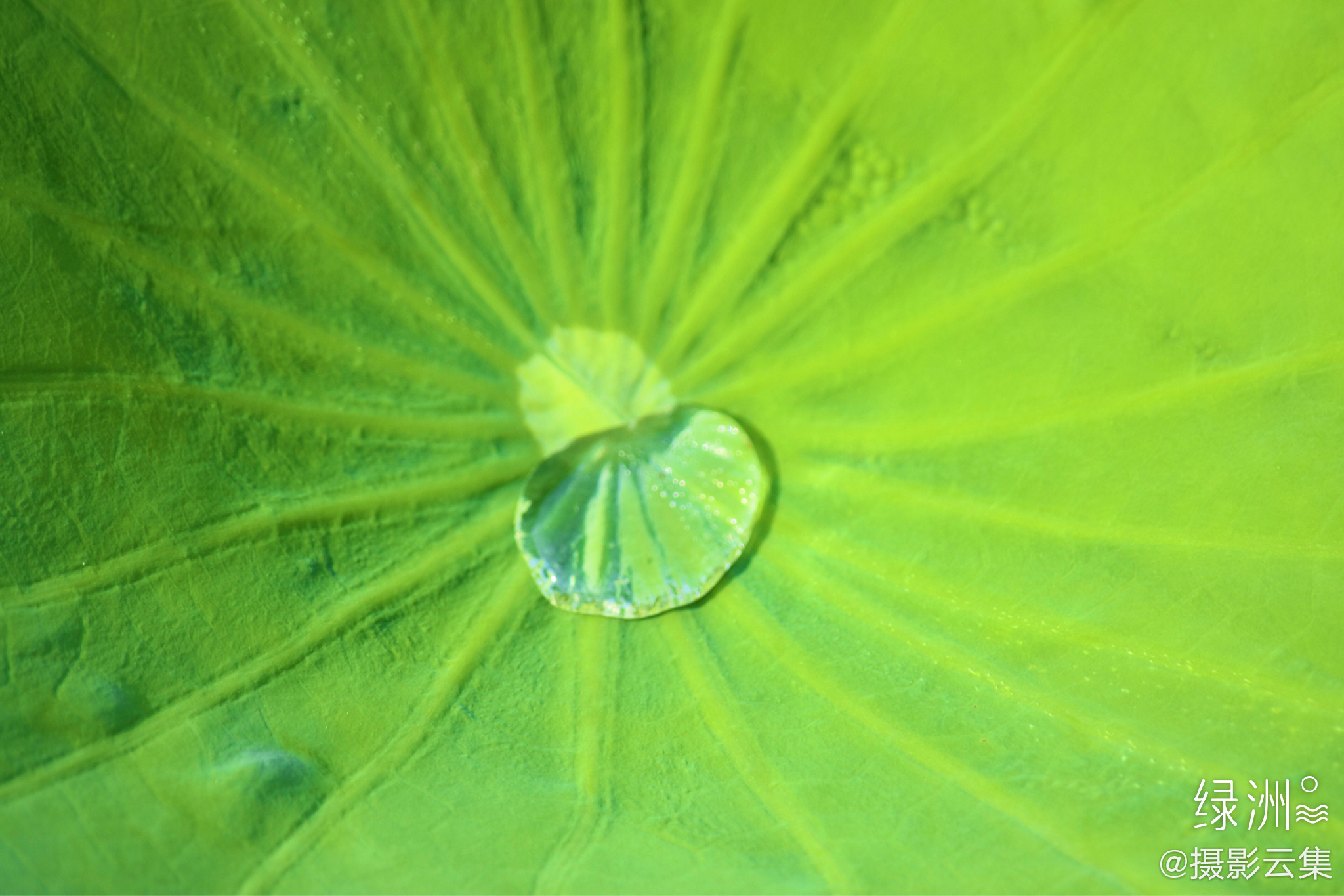 荷叶上的露珠_高清图集_新浪网
