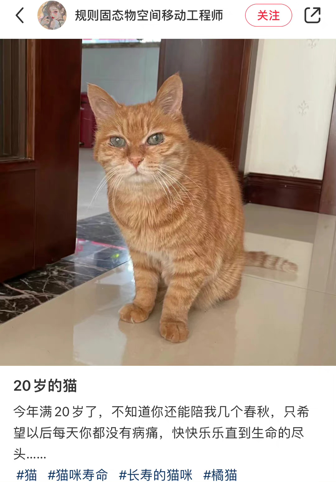 刷到好多长寿的猪咪们 从小baby 到老baby……__财经头条