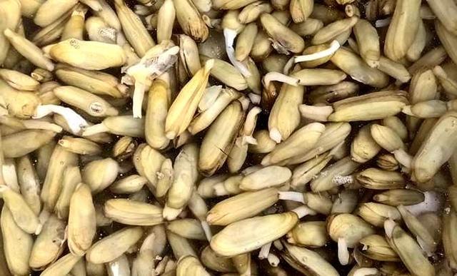 江苏淮安:中国淡水蛏集群重现洪泽湖|洪泽湖|淡水|种群_新浪新闻