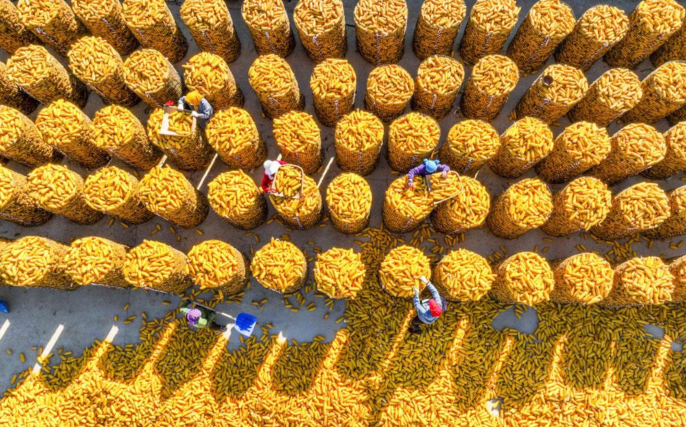 组图:秋粮收获正当时|金秋|水稻|农民_新浪新闻