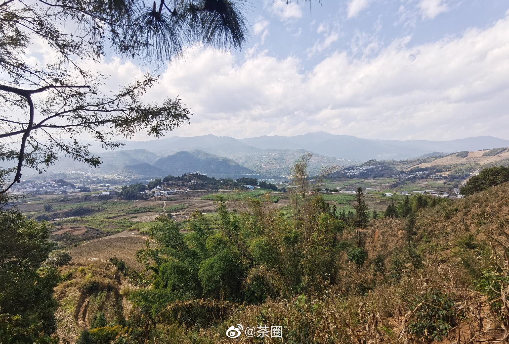 临沧茶区春茶即将发芽勐库茶山小镇