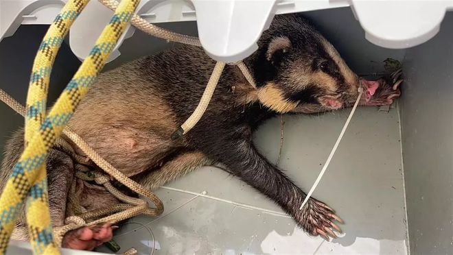 野生动物|野猪|捕猎_新浪新闻