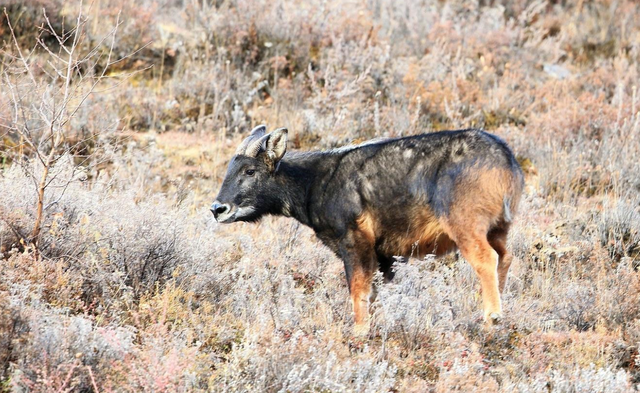 青海玉树再现四不像2020年还有哪些物种重现我国
