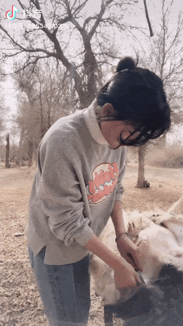羊群面前,胡杨林周围的照片和视频,并没有引起早已见惯互联网各类美女
