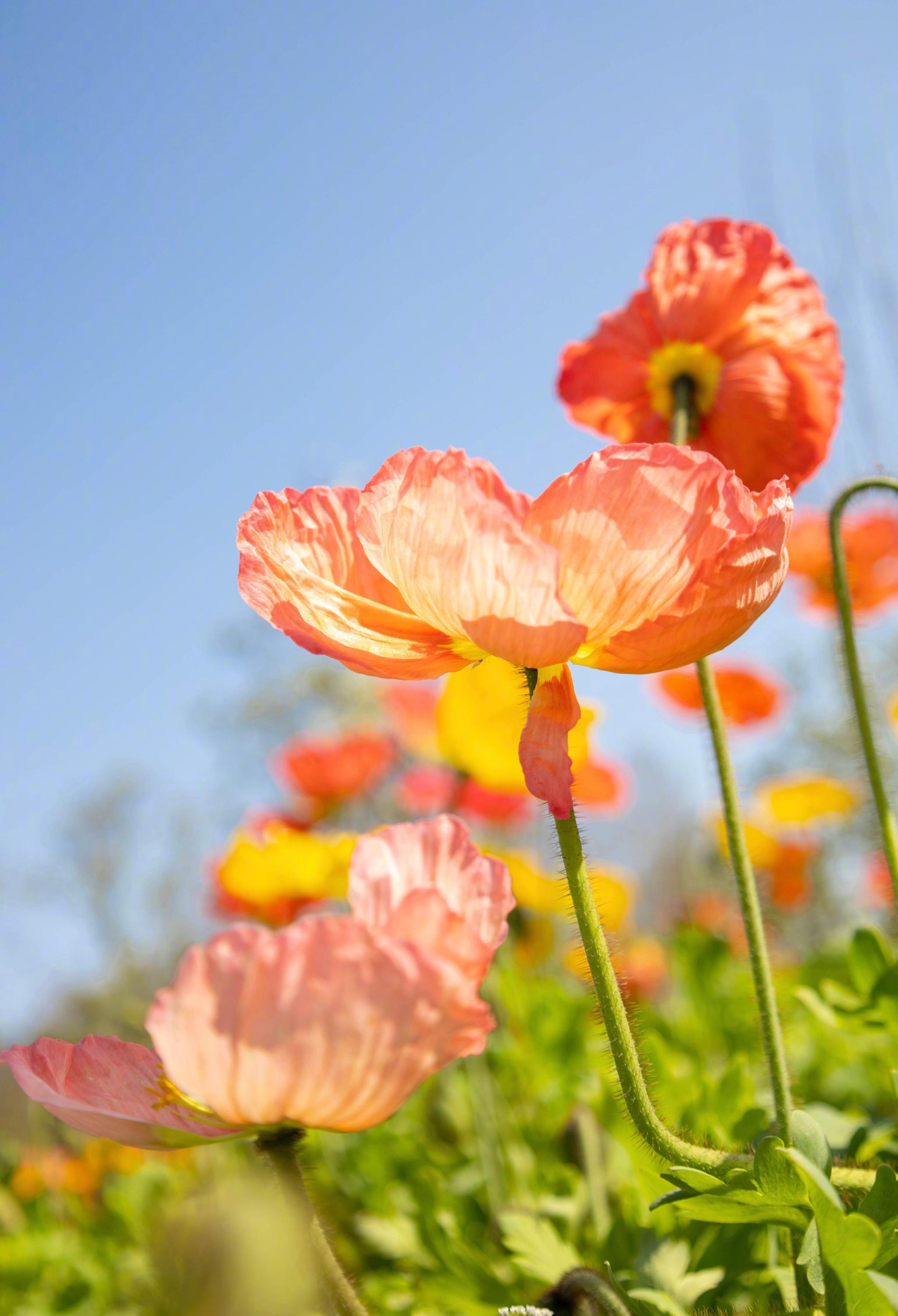 花开成景，花落成诗__财经头条
