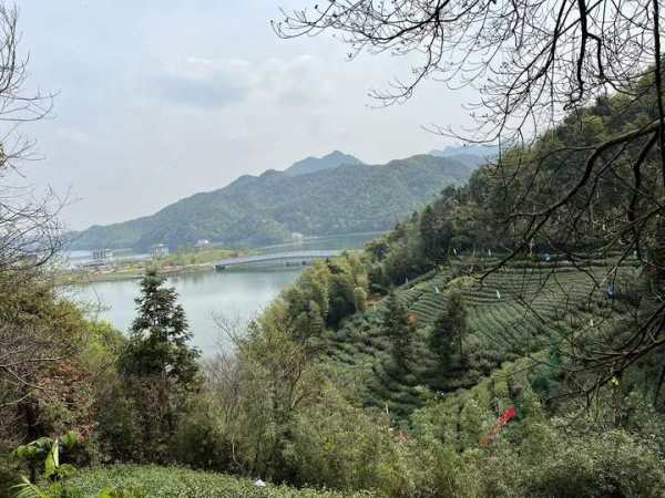 产地挨着“杭州大水缸”,叶如旗,芽似枪,除了西湖龙井,杭州还有“桦树旗枪”|西湖|茶叶|孙阿姨