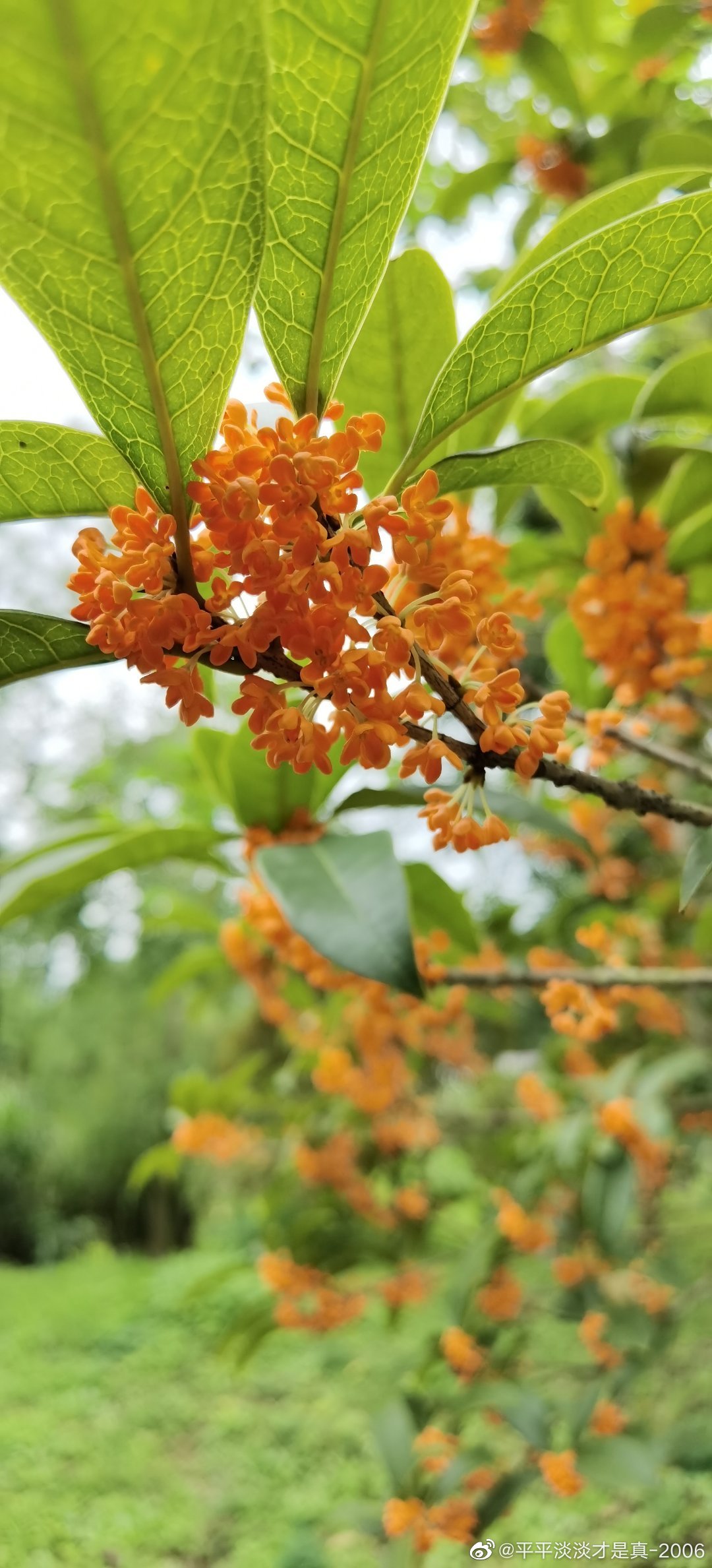 路桥石浜公园_高清图集_新浪网